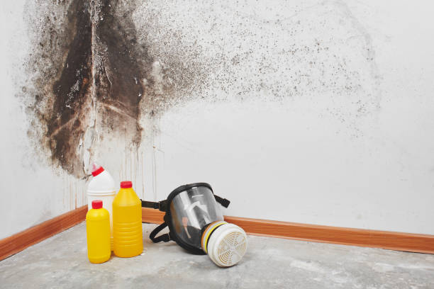 Best Residential Mold Removal  in Glencoe, MN