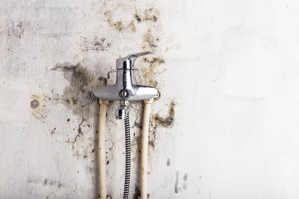 Best Affordable Mold Removal  in Glencoe, MN
