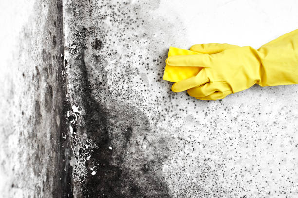 Best Black Mold Removal  in Glencoe, MN