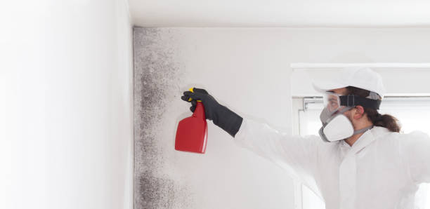Best Toxic Mold Removal  in Glencoe, MN