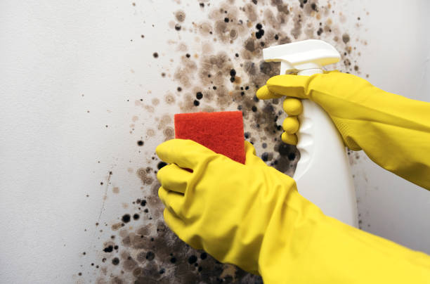 Best Commercial Mold Removal  in Glencoe, MN
