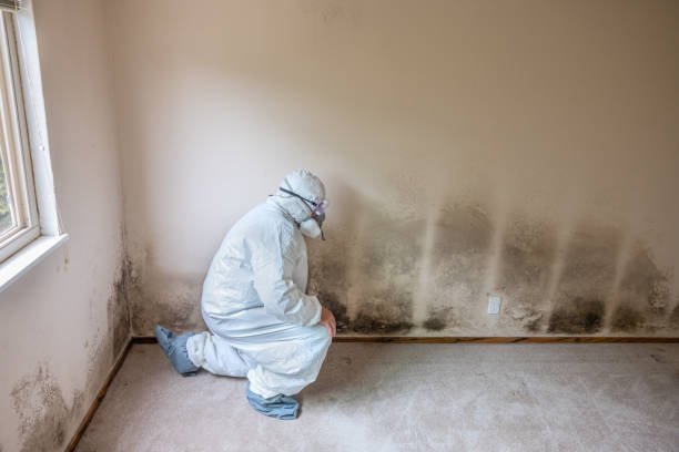 Best Fast Mold Removal  in Glencoe, MN
