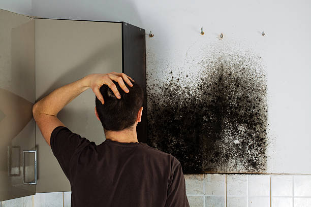 Best Certified Mold Removal  in Glencoe, MN