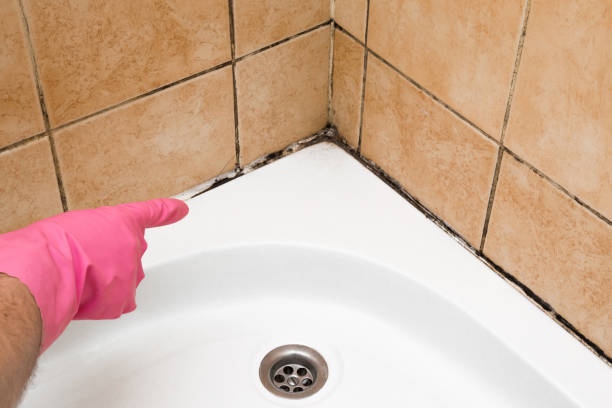 Professional Mold Removal in Glencoe, MN